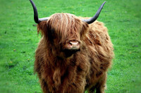 [ẢNH] Những loài động vật sở hữu bộ lông kỳ lạ nhất thế giới