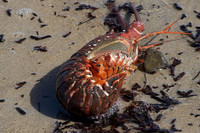 [ẢNH] Điểm danh 3 loại thực phẩm đắt đỏ nhưng từng là đồ ăn của người nghèo 