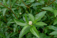 [ẢNH] Những loại cây mọc dại nhưng được ví như ‘thần dược’ cực tốt cho sức khỏe