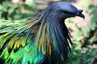 [ẢNH] Những loài động vật sở hữu bộ lông kỳ lạ nhất thế giới