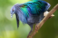 [ẢNH] Những loài động vật sở hữu bộ lông kỳ lạ nhất thế giới