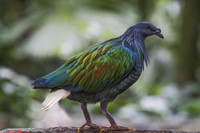 [ẢNH] Những loài động vật sở hữu bộ lông kỳ lạ nhất thế giới