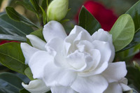 [ẢNH] Những loại cây cảnh nên trồng trong nhà khi thời tiết chuyển lạnh