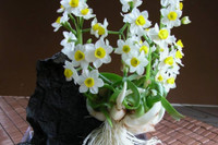 [ẢNH] Cảnh giác trước những loại cây cảnh đẹp nhưng lại ‘cực độc’