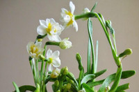 [ẢNH] Cảnh giác trước những loại cây cảnh đẹp nhưng lại ‘cực độc’