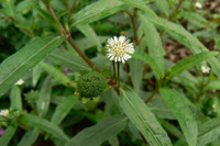 [ẢNH] Những loại cây mọc dại nhưng được ví như ‘thần dược’ cực tốt cho sức khỏe