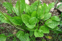 [ẢNH] Những loại cây mọc dại nhưng được ví như ‘thần dược’ cực tốt cho sức khỏe