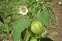 [ẢNH] Những loại cây mọc dại nhưng được ví như ‘thần dược’ cực tốt cho sức khỏe