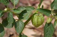 [ẢNH] Những loại cây mọc dại nhưng được ví như ‘thần dược’ cực tốt cho sức khỏe