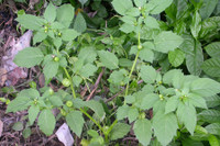 [ẢNH] Những loại cây mọc dại nhưng được ví như ‘thần dược’ cực tốt cho sức khỏe