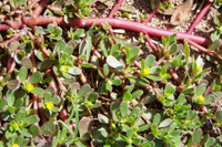 [ẢNH] Những loại cây mọc dại nhưng được ví như ‘thần dược’ cực tốt cho sức khỏe