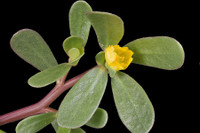 [ẢNH] Những loại cây mọc dại nhưng được ví như ‘thần dược’ cực tốt cho sức khỏe