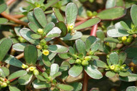 [ẢNH] Những loại cây mọc dại nhưng được ví như ‘thần dược’ cực tốt cho sức khỏe