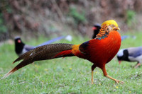 [ẢNH] Những loài động vật sở hữu bộ lông kỳ lạ nhất thế giới