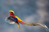 [ẢNH] Những loài động vật sở hữu bộ lông kỳ lạ nhất thế giới