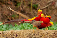 [ẢNH] Những loài động vật sở hữu bộ lông kỳ lạ nhất thế giới