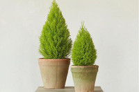 [ẢNH] Những loại cây cảnh nên trồng trong nhà khi thời tiết chuyển lạnh