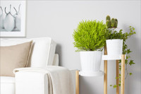 [ẢNH] Những loại cây cảnh nên trồng trong nhà khi thời tiết chuyển lạnh