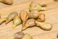 [ẢNH] 5 loại hạt trái cây cực tốt cho sức khỏe nhưng thường bị bỏ đi