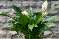 [ẢNH] Cảnh giác trước những loại cây cảnh đẹp nhưng lại ‘cực độc’