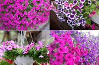 [ẢNH] Những loại cây cảnh nên trồng trong nhà khi thời tiết chuyển lạnh