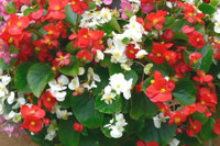 [ẢNH] Những loại cây cảnh nên trồng trong nhà khi thời tiết chuyển lạnh