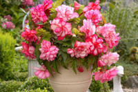 [ẢNH] Những loại cây cảnh nên trồng trong nhà khi thời tiết chuyển lạnh