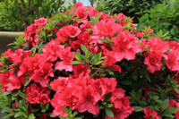 [ẢNH] Cảnh giác trước những loại cây cảnh đẹp nhưng lại ‘cực độc’