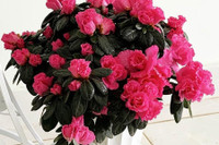 [ẢNH] Cảnh giác trước những loại cây cảnh đẹp nhưng lại ‘cực độc’