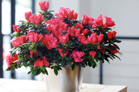 [ẢNH] Cảnh giác trước những loại cây cảnh đẹp nhưng lại ‘cực độc’