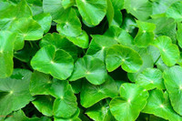 [ẢNH] Những loại cây mọc dại nhưng được ví như ‘thần dược’ cực tốt cho sức khỏe