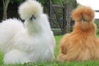 [ẢNH] Những loài động vật sở hữu bộ lông kỳ lạ nhất thế giới