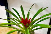 [ẢNH] Những loại cây cảnh nên trồng trong nhà khi thời tiết chuyển lạnh