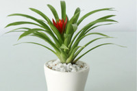 [ẢNH] Những loại cây cảnh nên trồng trong nhà khi thời tiết chuyển lạnh