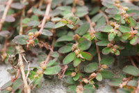 [ẢNH] Những loại cây mọc dại nhưng được ví như ‘thần dược’ cực tốt cho sức khỏe