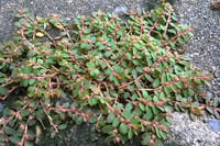 [ẢNH] Những loại cây mọc dại nhưng được ví như ‘thần dược’ cực tốt cho sức khỏe