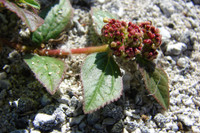 [ẢNH] Những loại cây mọc dại nhưng được ví như ‘thần dược’ cực tốt cho sức khỏe