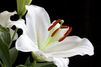 [ẢNH] Cảnh giác trước những loại cây cảnh đẹp nhưng lại ‘cực độc’