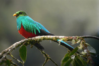 [ẢNH] Những loài động vật sở hữu bộ lông kỳ lạ nhất thế giới