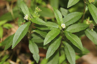 [ẢNH] Những loại cây mọc dại nhưng được ví như ‘thần dược’ cực tốt cho sức khỏe