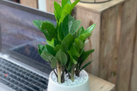 [ẢNH] Cảnh giác trước những loại cây cảnh đẹp nhưng lại ‘cực độc’