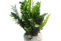 [ẢNH] Cảnh giác trước những loại cây cảnh đẹp nhưng lại ‘cực độc’