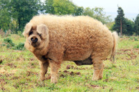 [ẢNH] Những loài động vật sở hữu bộ lông kỳ lạ nhất thế giới