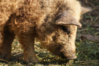 [ẢNH] Những loài động vật sở hữu bộ lông kỳ lạ nhất thế giới