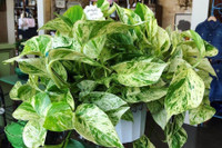 [ẢNH] Cảnh giác trước những loại cây cảnh đẹp nhưng lại ‘cực độc’