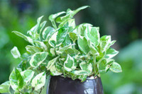 [ẢNH] Cảnh giác trước những loại cây cảnh đẹp nhưng lại ‘cực độc’