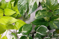 [ẢNH] Cảnh giác trước những loại cây cảnh đẹp nhưng lại ‘cực độc’