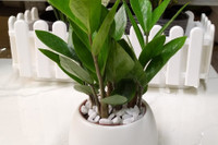 [ẢNH] Những loại cây cảnh nên trồng trong nhà khi thời tiết chuyển lạnh