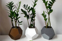 [ẢNH] Những loại cây cảnh nên trồng trong nhà khi thời tiết chuyển lạnh