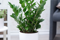 [ẢNH] Những loại cây cảnh nên trồng trong nhà khi thời tiết chuyển lạnh